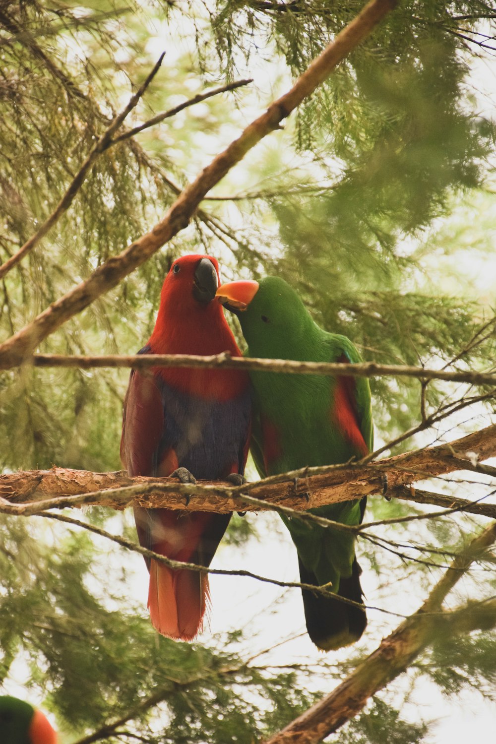 a couple of birds sitting on top of a tree branch