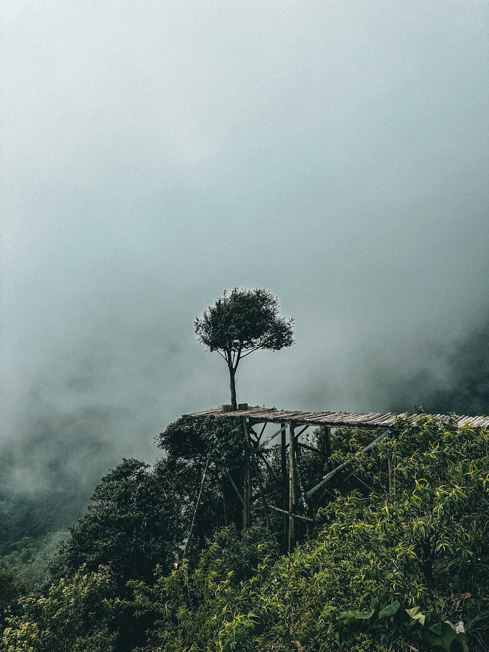 a lone tree on top of a mountain