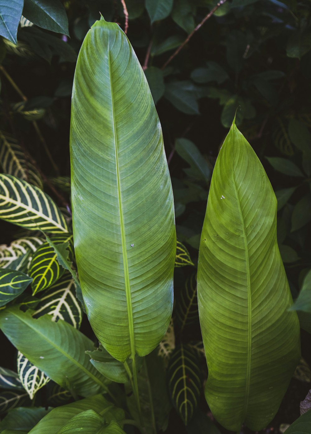 two large green leaves in the middle of a forest