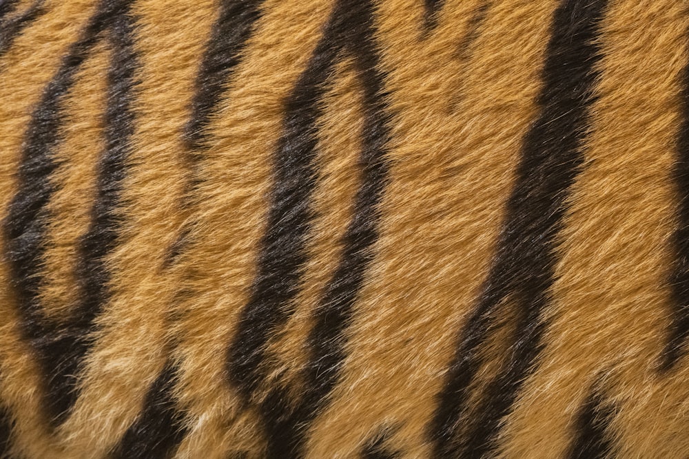 Un primo piano della pelliccia di una tigre