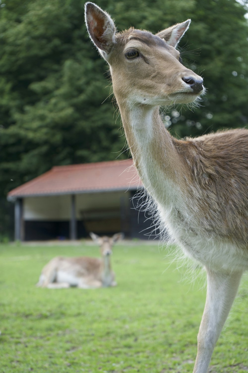 a deer standing on top of a lush green field