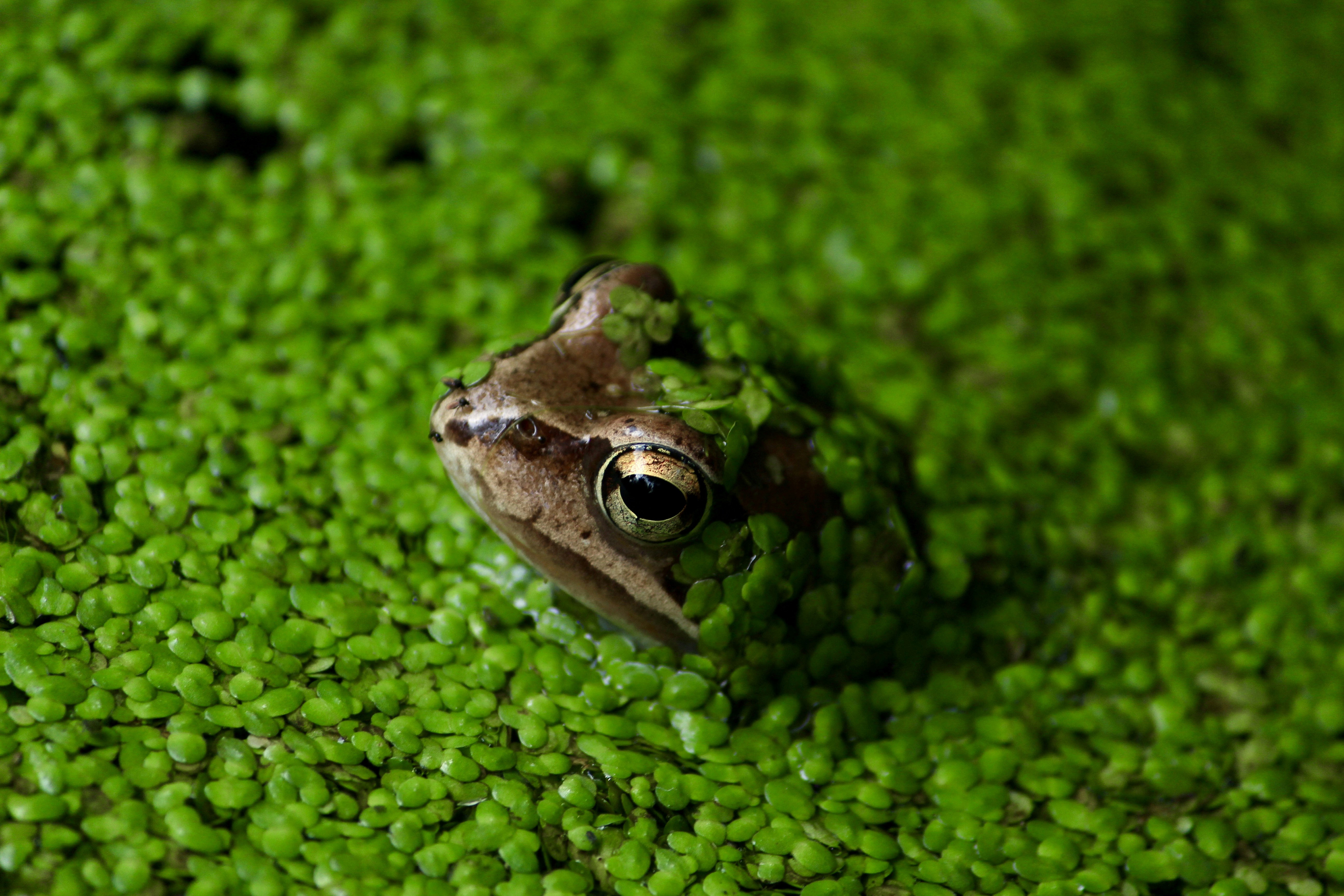 a frog sitting on top of a lush green field
