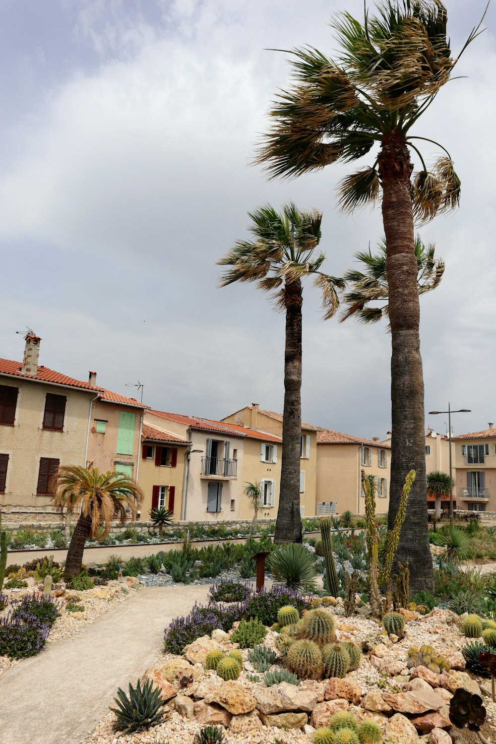 a couple of palm trees sitting next to each other