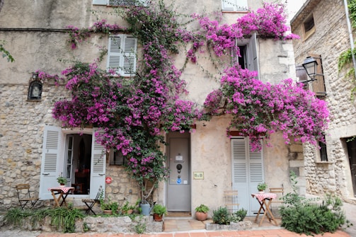 A charming stone house adorned with vibrant pink flowers, likely bougainvillea, cascading over the facade. The building has white shutters and multiple potted plants near the entrance. Outside, a small table with a red-checkered cloth is surrounded by wooden chairs. The ambiance suggests a cozy bed and breakfast or café.