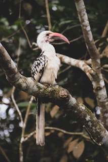 A hornbill with a striking long red and black beak perched on a tree branch. Its plumage is predominantly white with black markings, and it has a long, slender tail. The bird is surrounded by a dense forest background, with branches and leaves creating a natural, lush environment.
