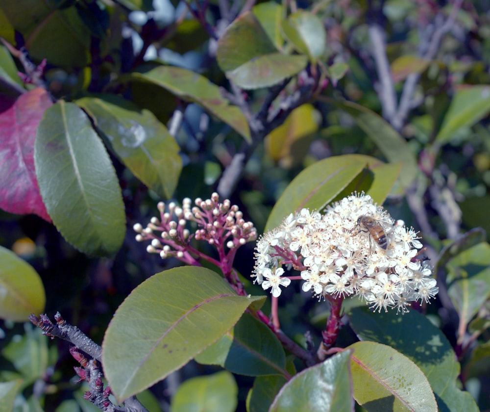 a white flower with a bee on it