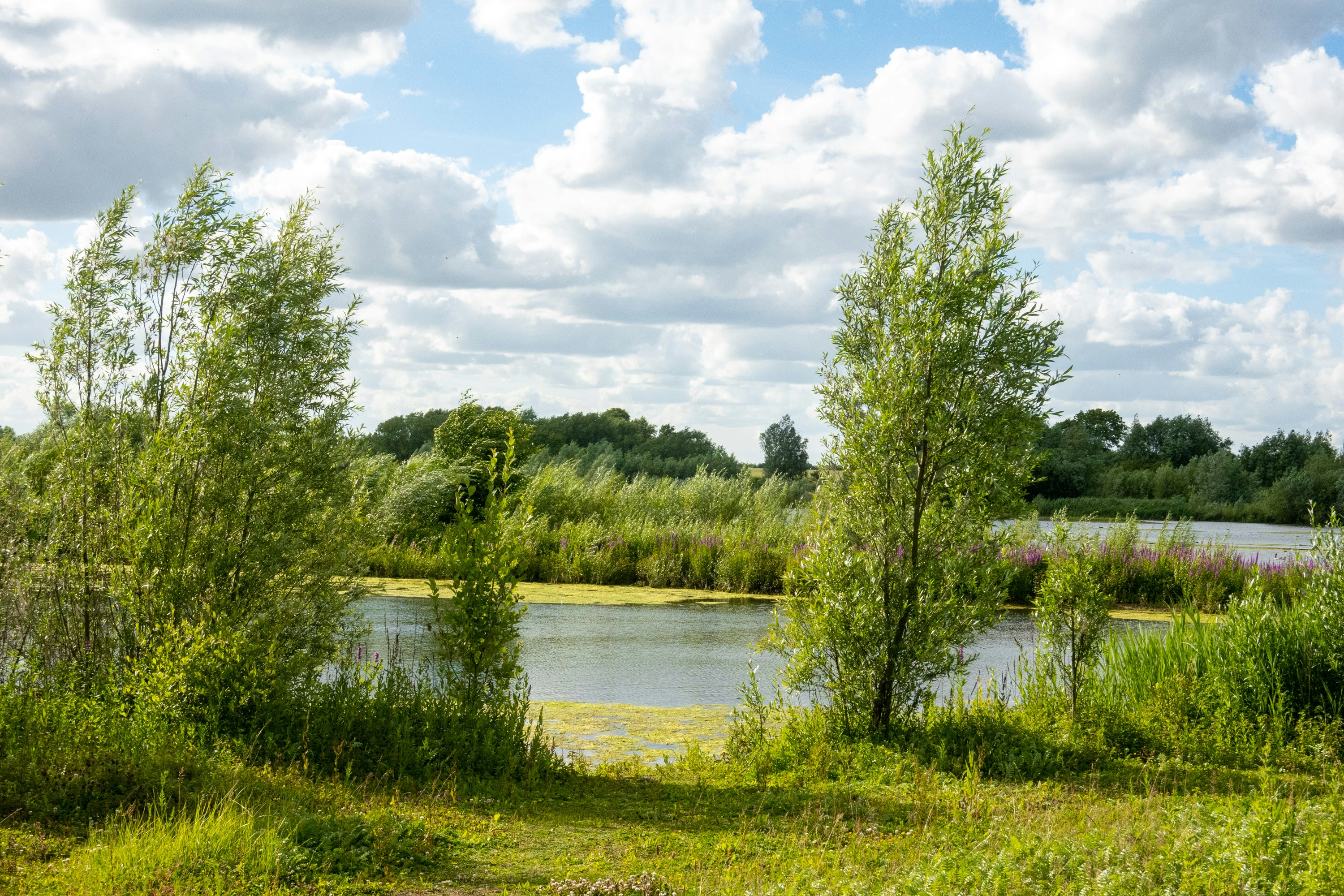 a lake surrounded by trees and grass under a cloudy sky