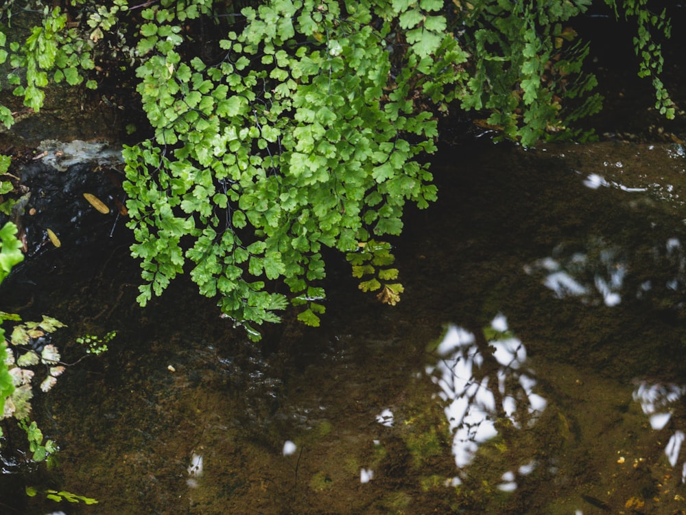 a small stream of water surrounded by green plants