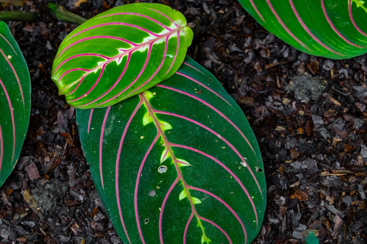 マランタ（祈りの植物）の育て方｜カラテアとの違い