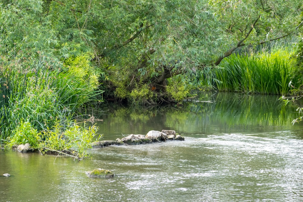 a river running through a lush green forest