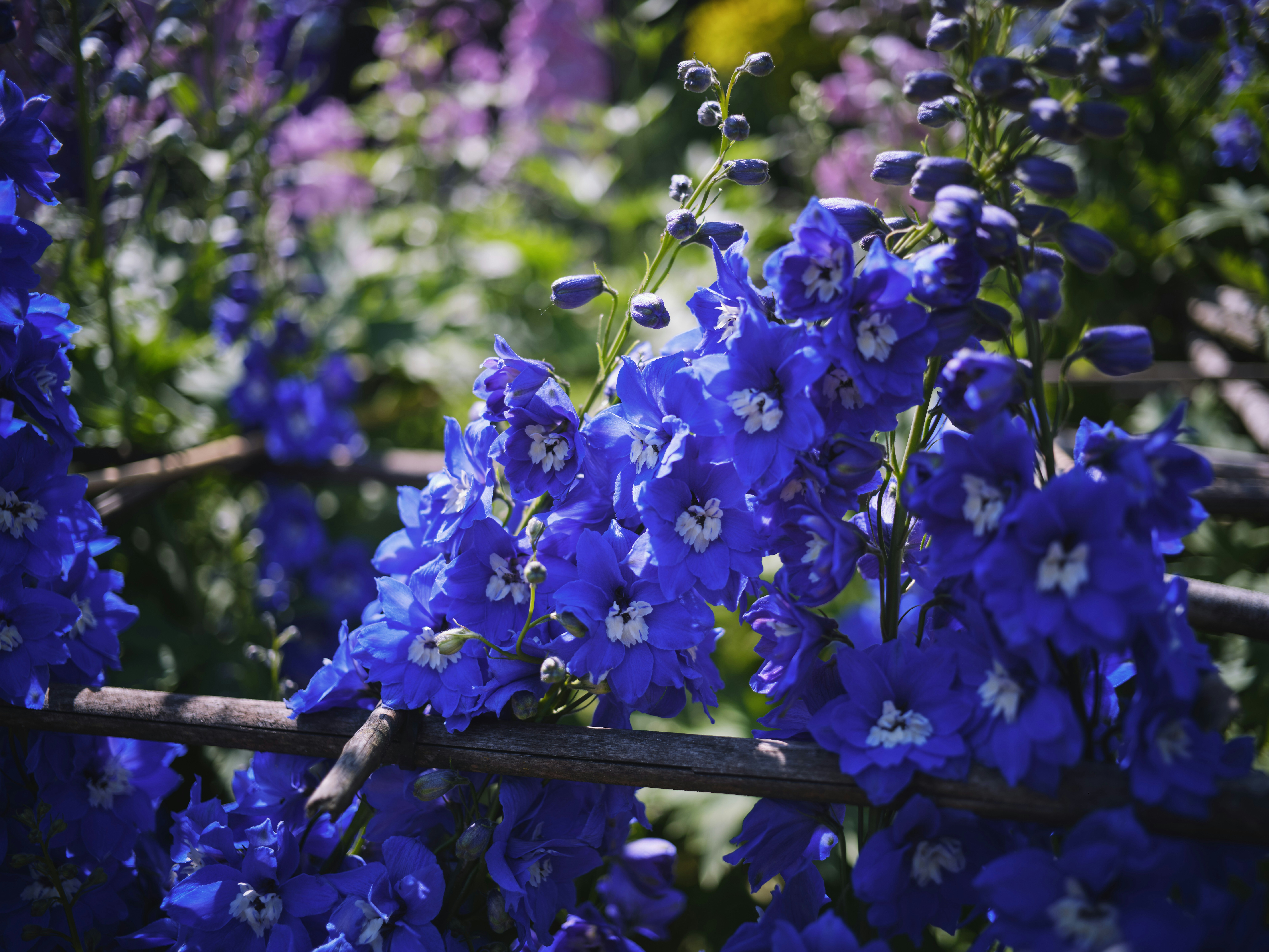 A bunch of blue flowers that are by a fence photo Free Image on Unsplash