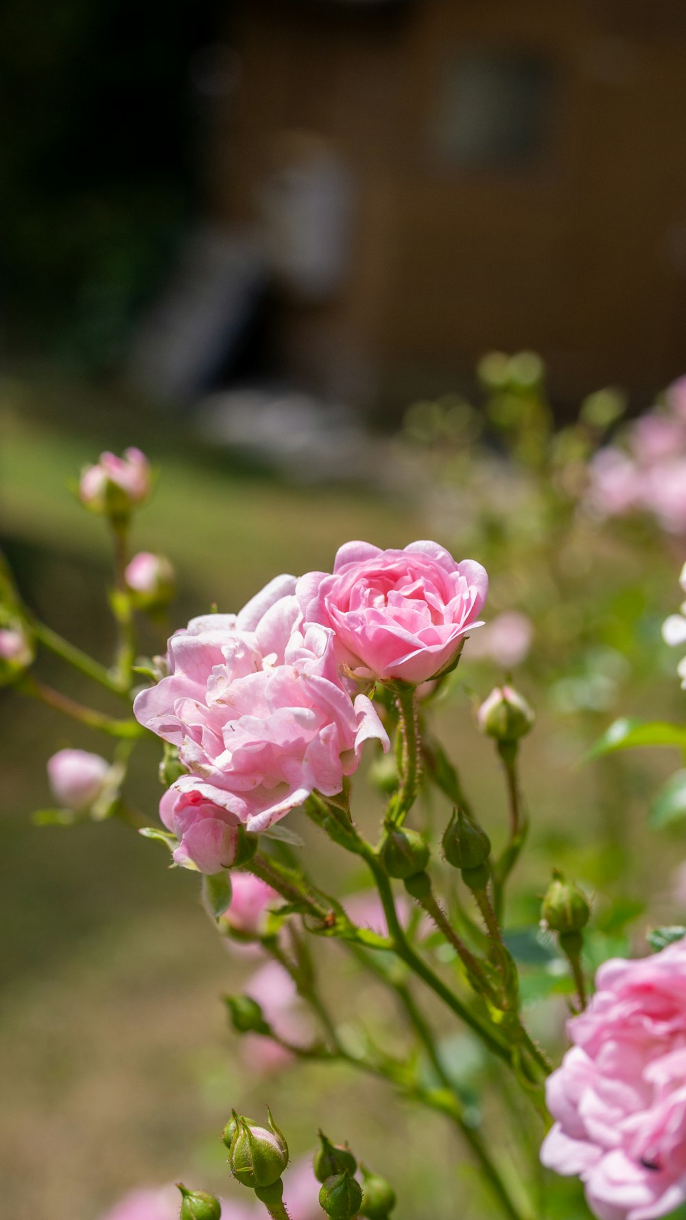 a bunch of pink flowers in a garden