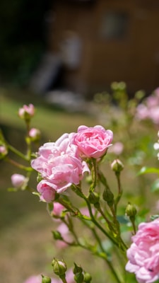 A cluster of delicate pink roses in full bloom, surrounded by green leaves, is prominently featured. The background is softly blurred, indicating a garden setting with earthy tones, suggesting a calm and peaceful environment.
