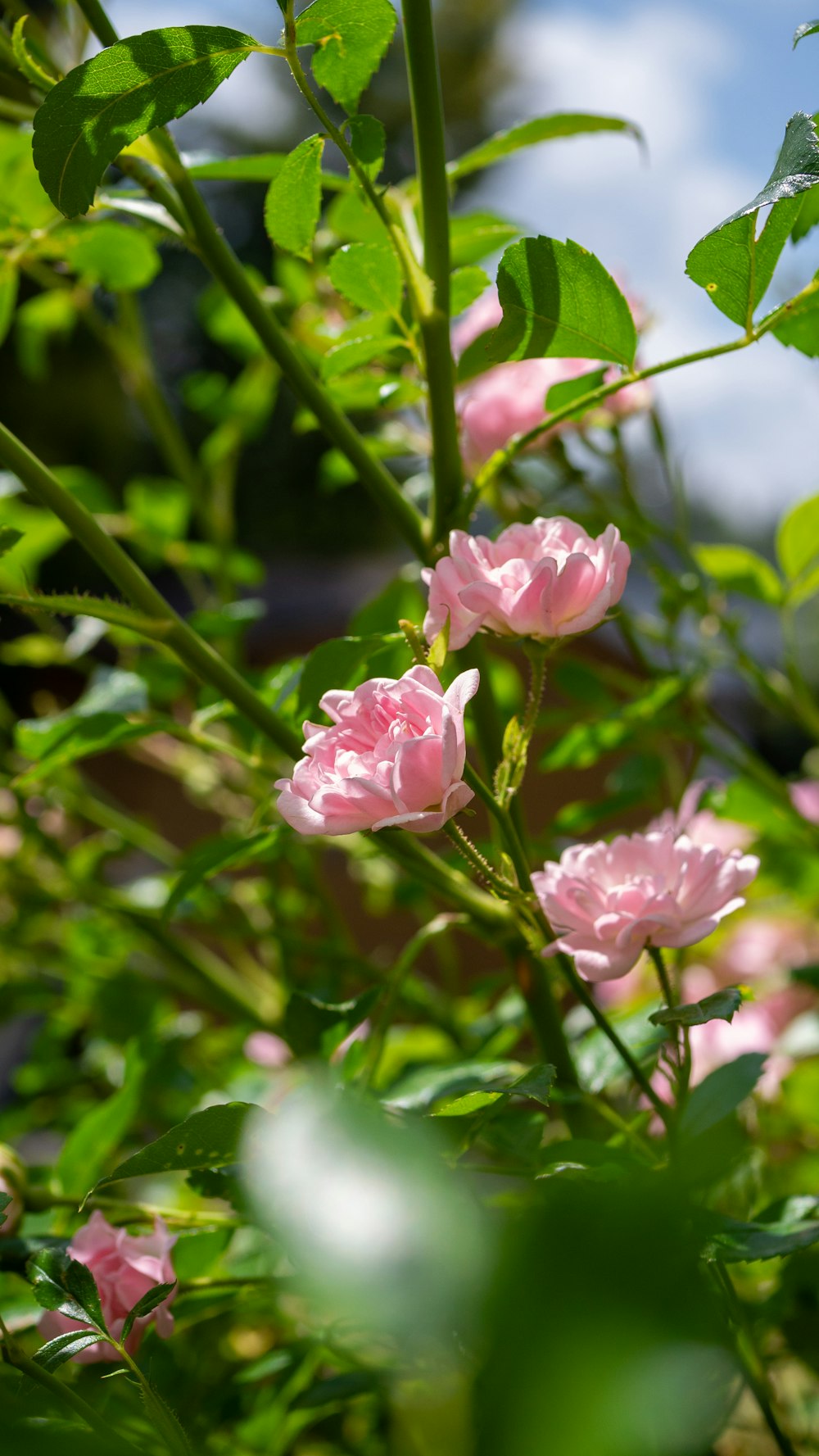 pink flowers blooming in a garden on a sunny day