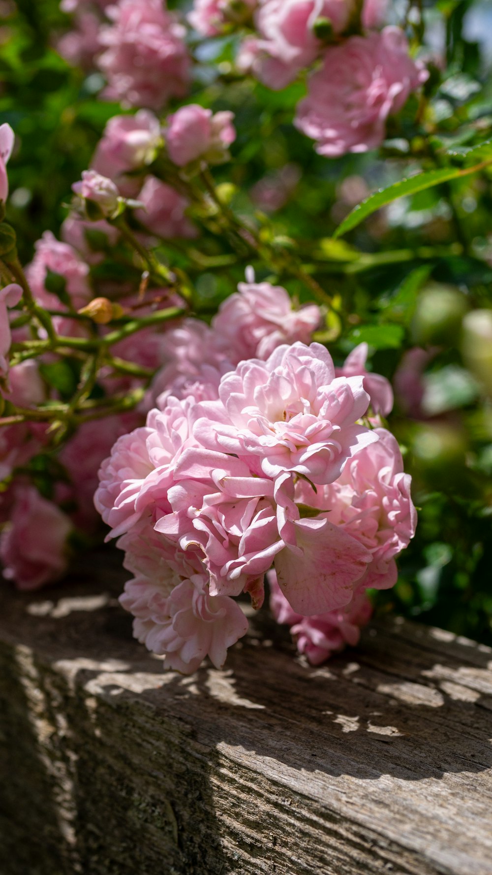 a bunch of pink flowers sitting on top of a wooden bench