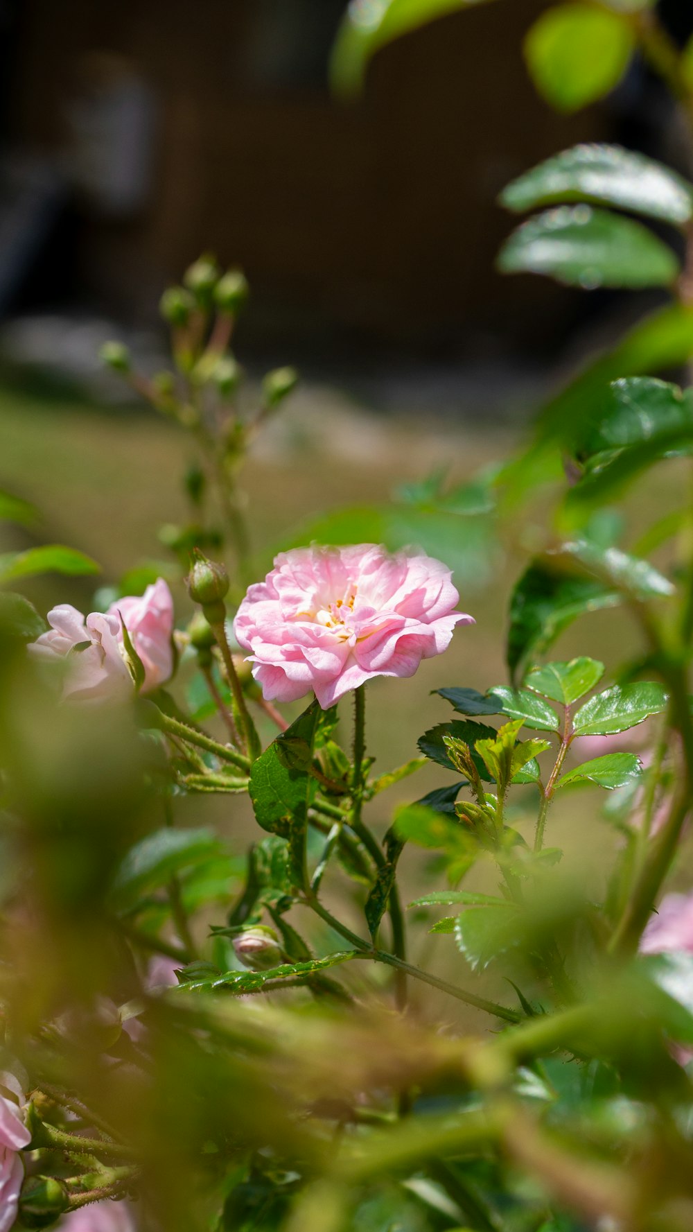 a close up of a pink flower with green leaves