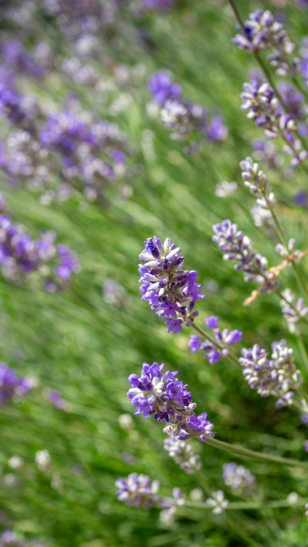 a bunch of flowers that are in the grass