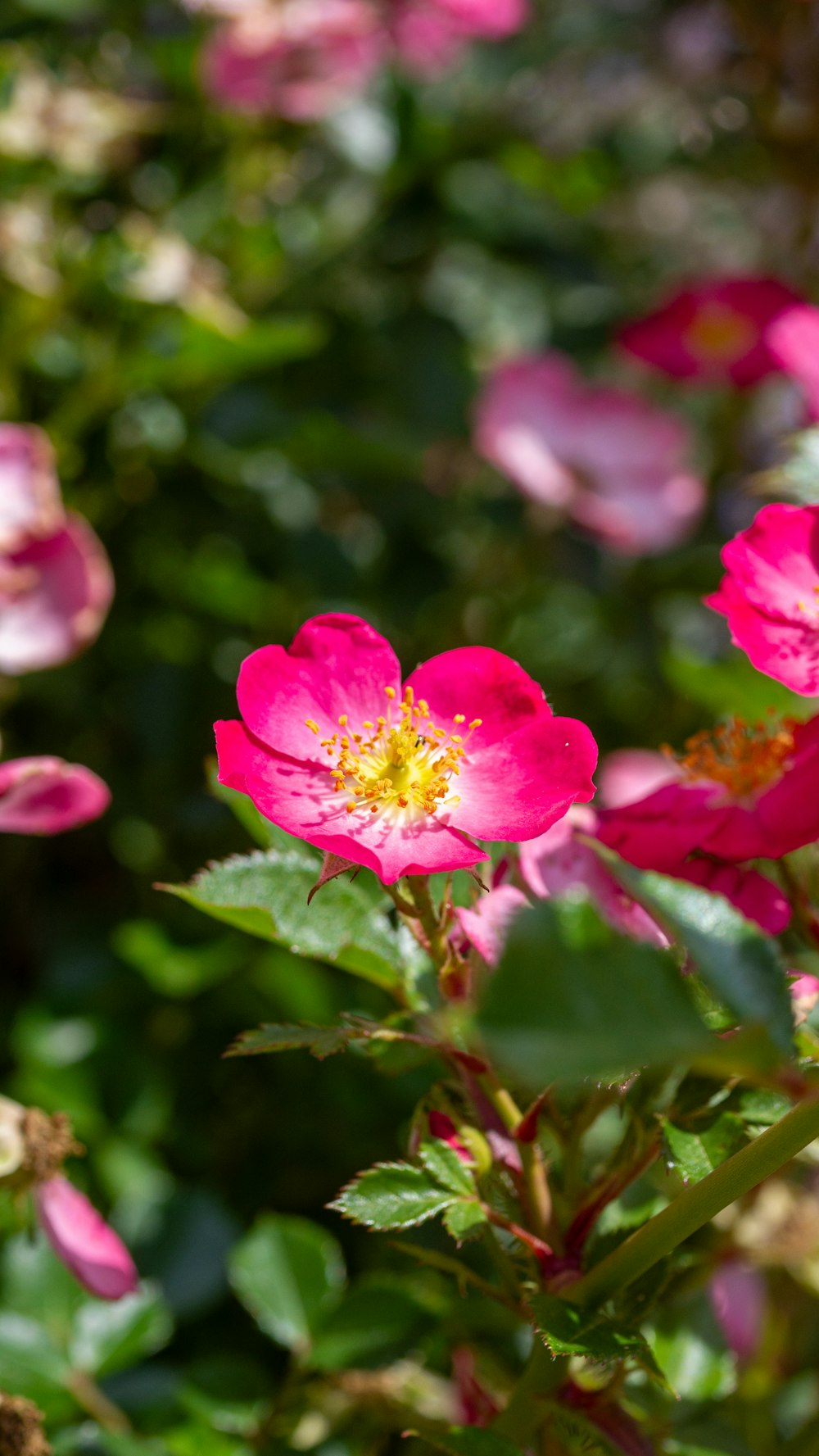 a bunch of pink flowers that are in a field