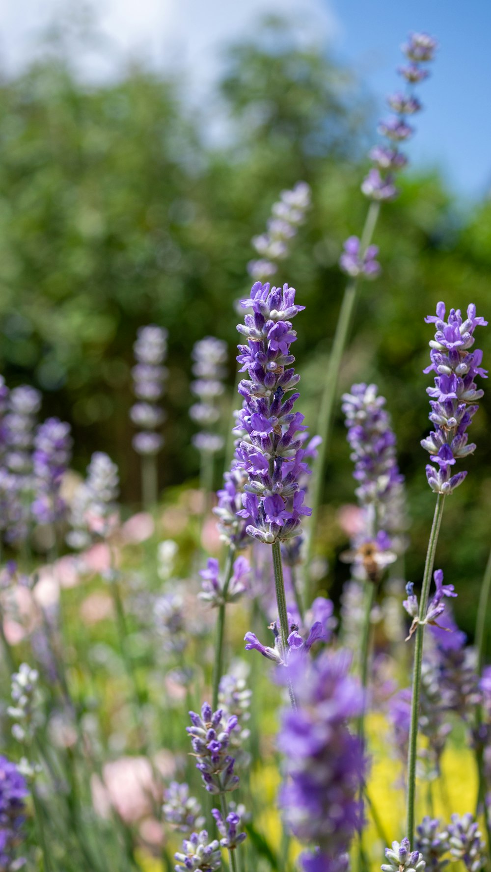 a field of lavender flowers with trees in the background