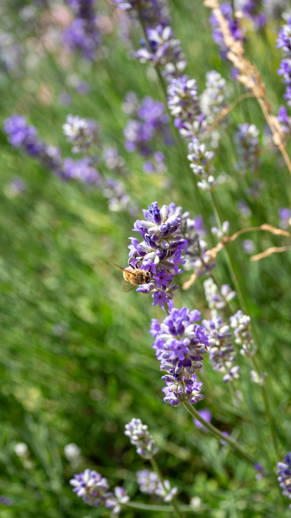 a bee on a lavender flower in a field