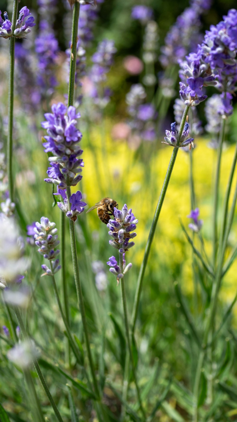 a bee on a flower in a garden