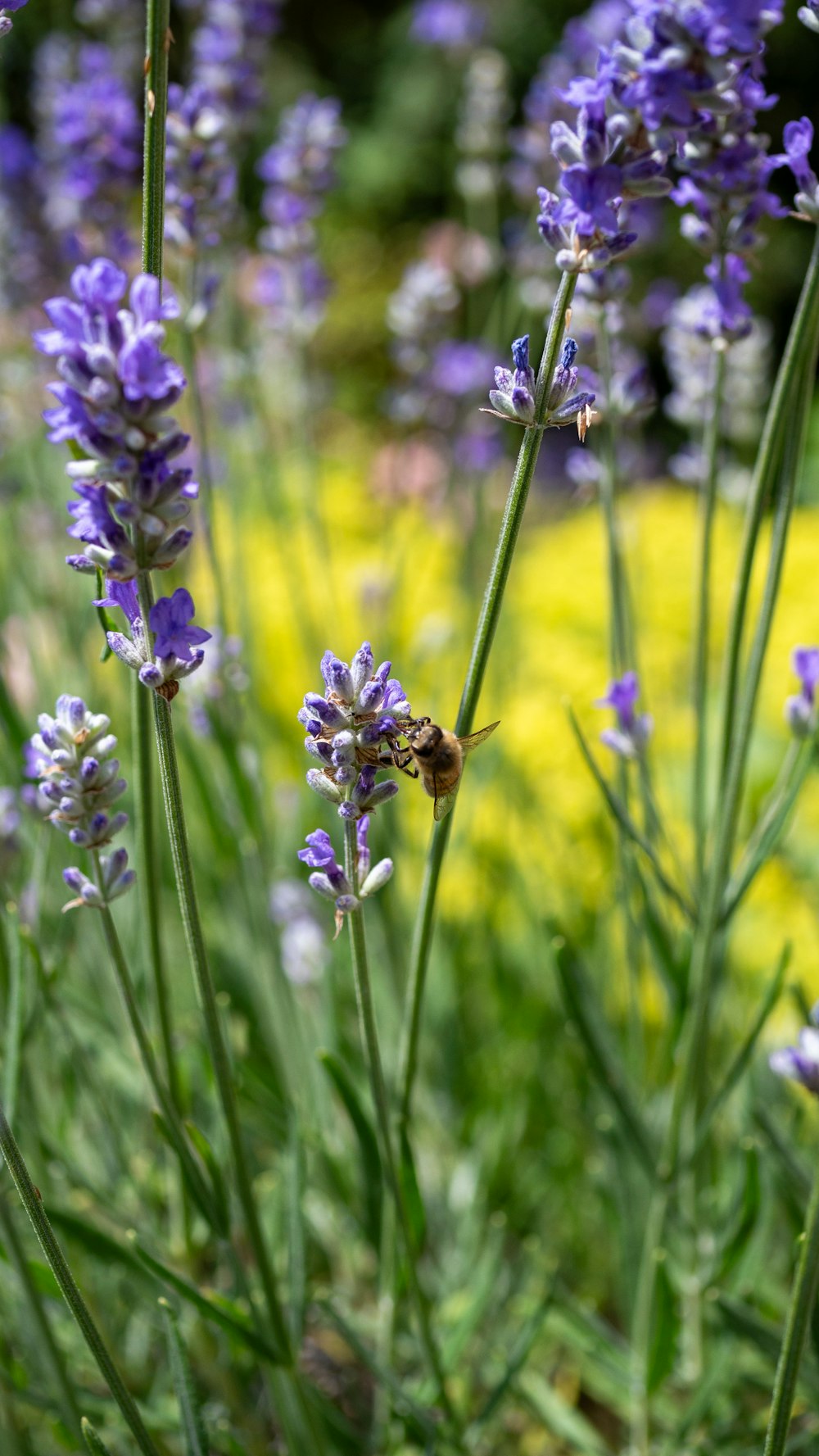 a bee is sitting on a flower in a field