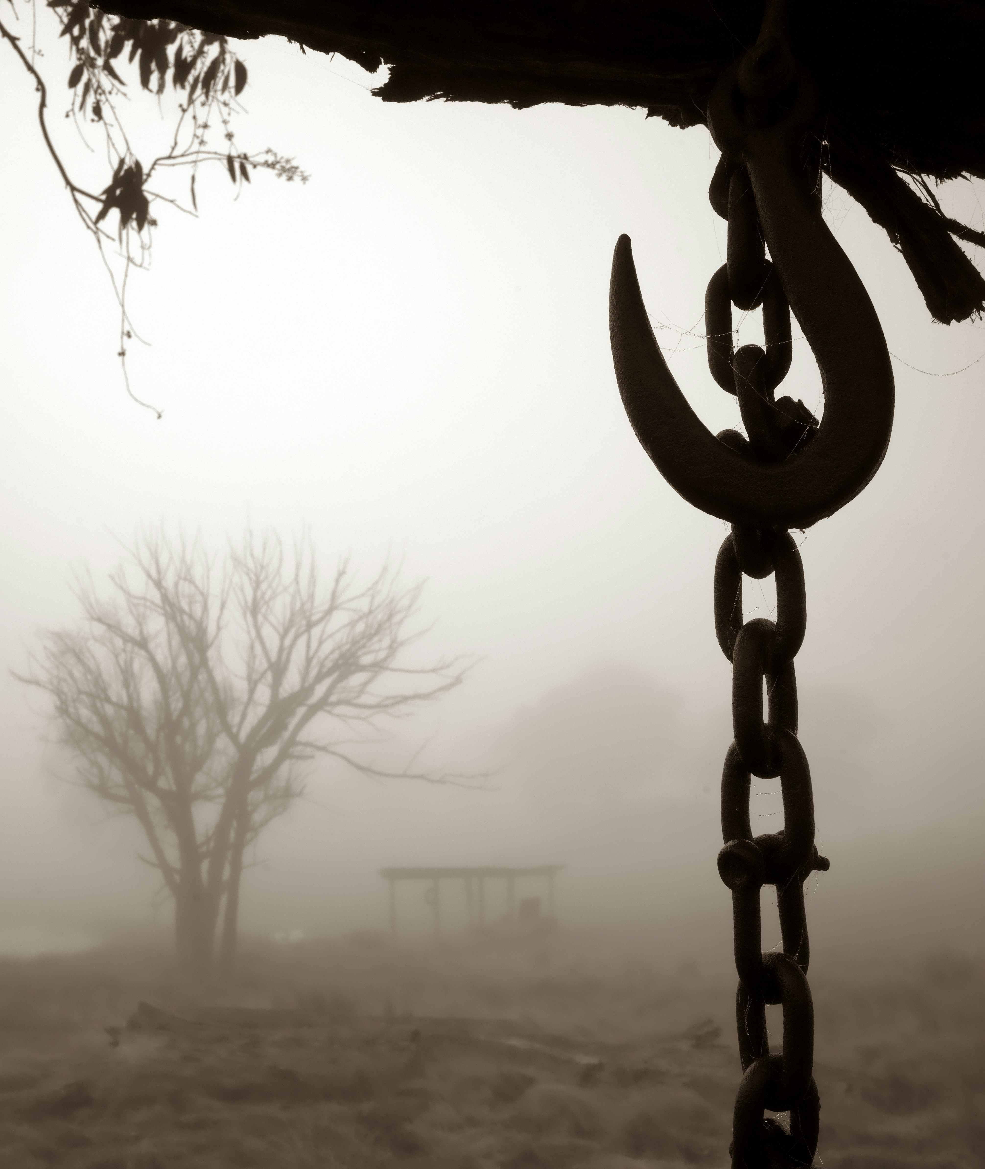 Une chaîne suspendue à un arbre dans le brouillard