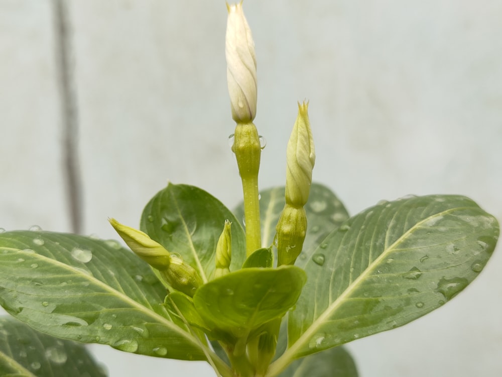 a close up of a plant with water droplets on it