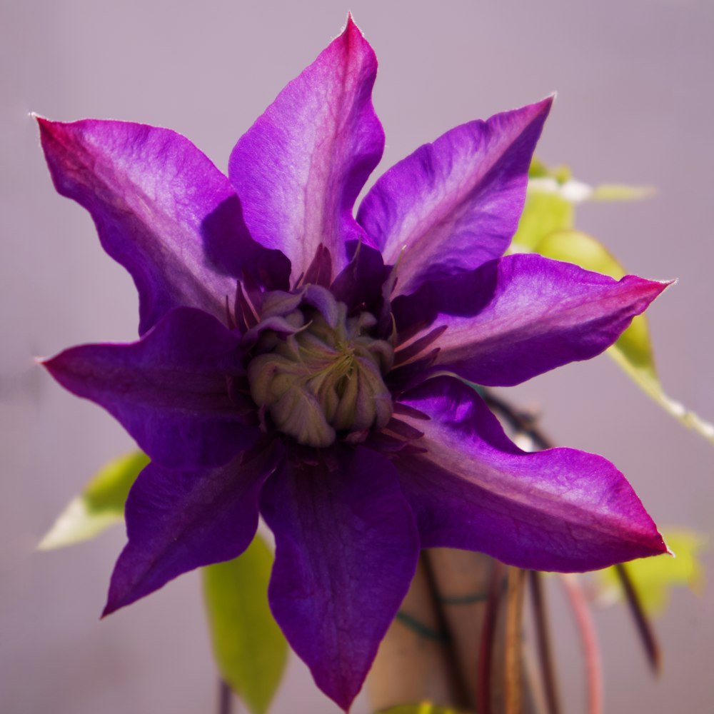 a purple flower with green leaves in a vase