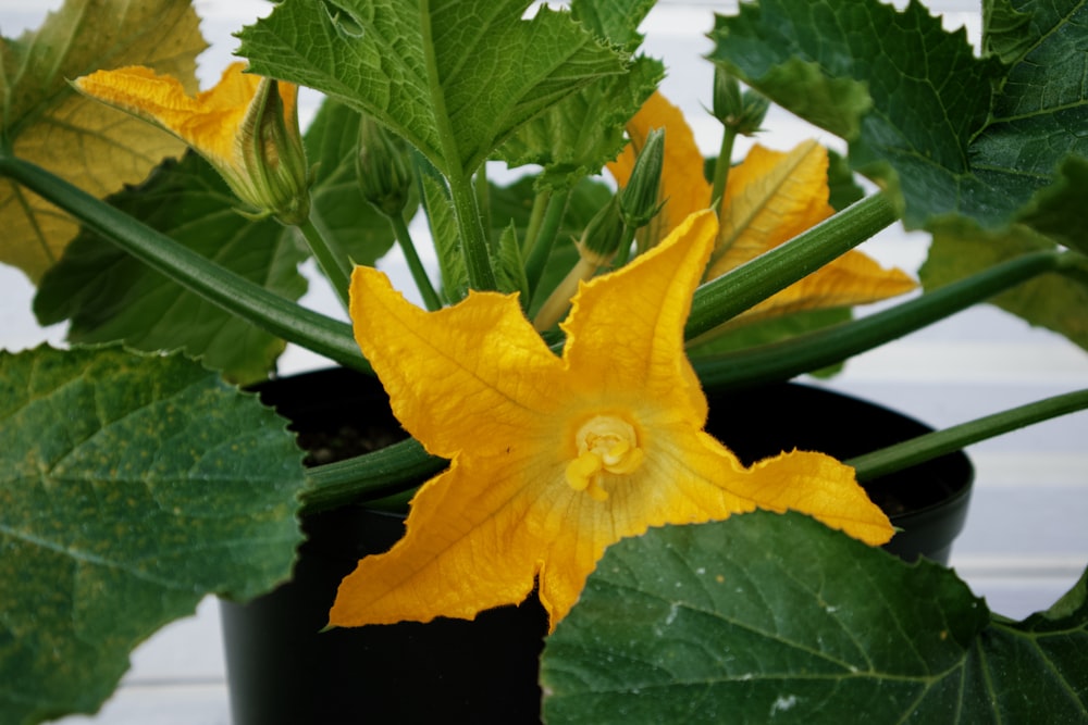 a close up of a yellow flower in a pot