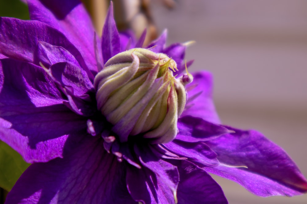 a close up of a purple flower with a blurry background