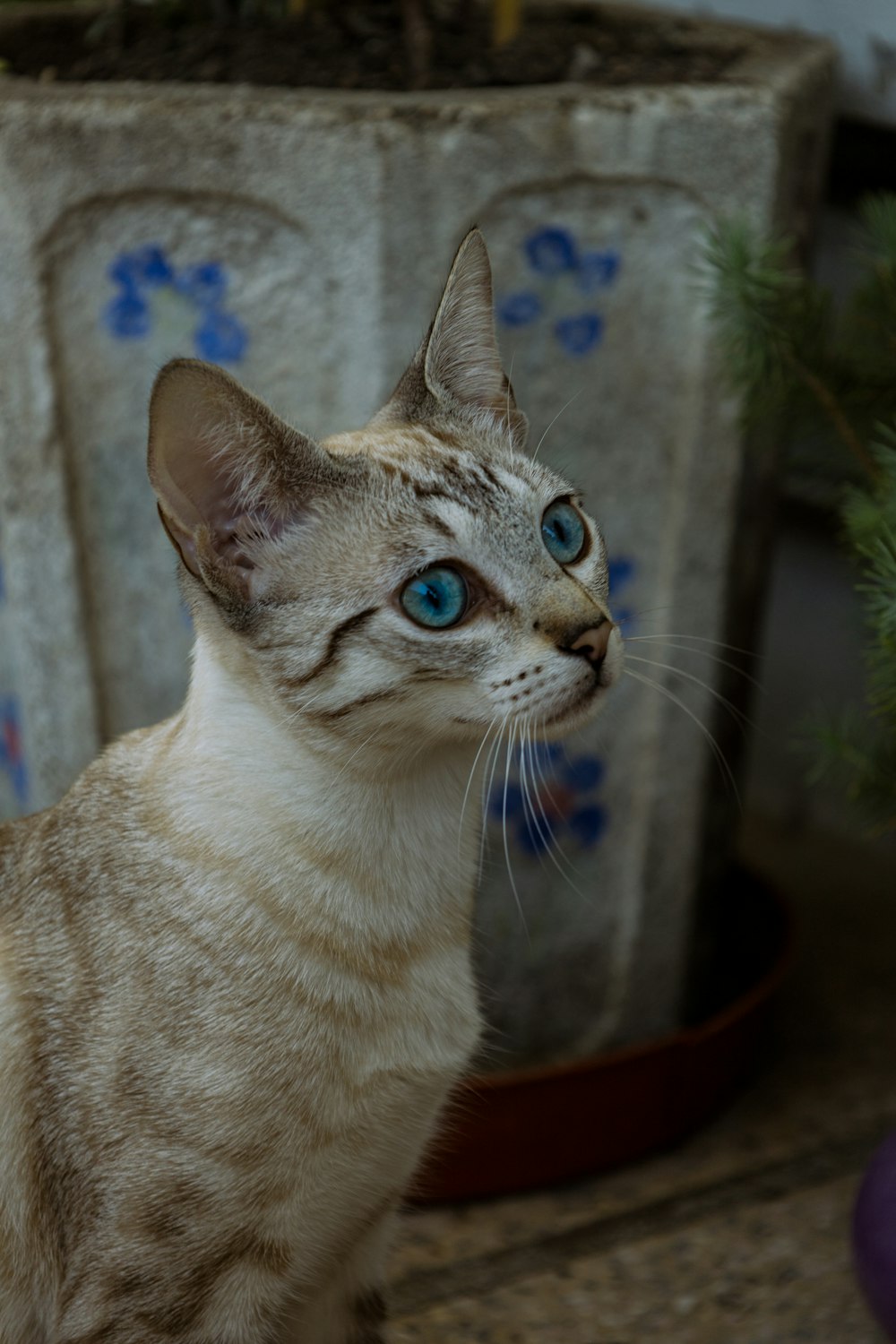 a cat with blue eyes sitting next to a potted plant