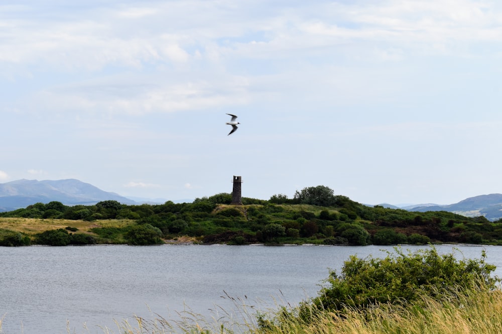 a bird flying over a body of water