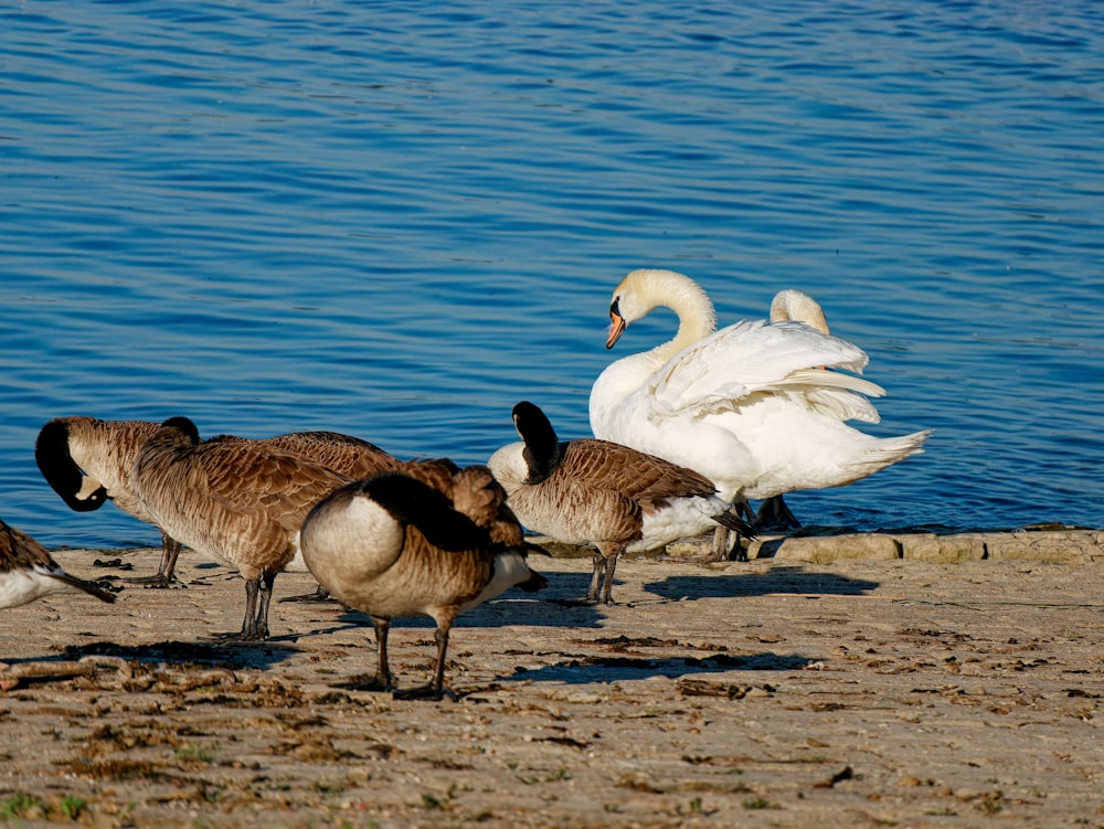 a group of birds standing on a beach next to a body of water