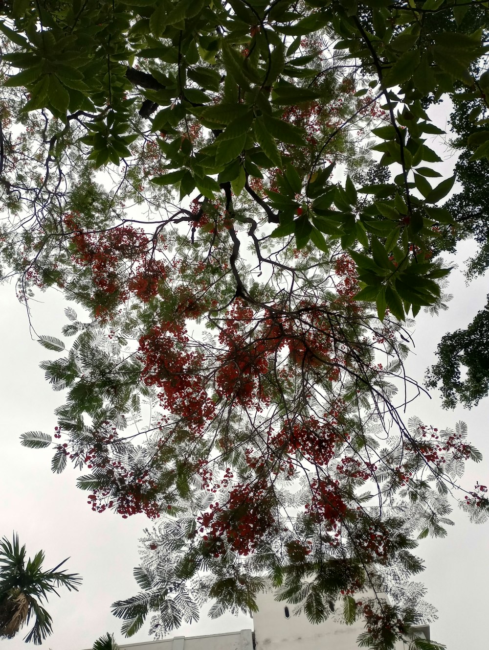 a tree with red flowers and green leaves