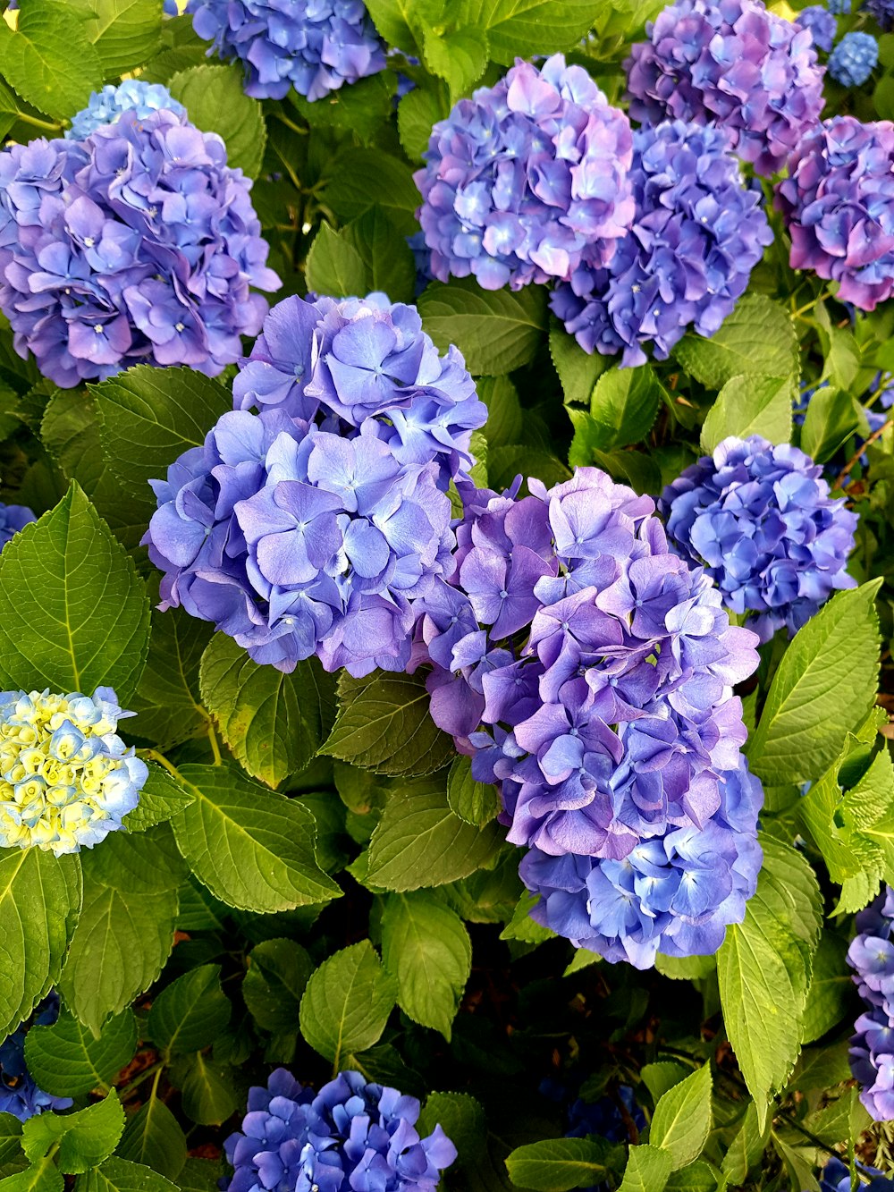 a bunch of blue flowers with green leaves