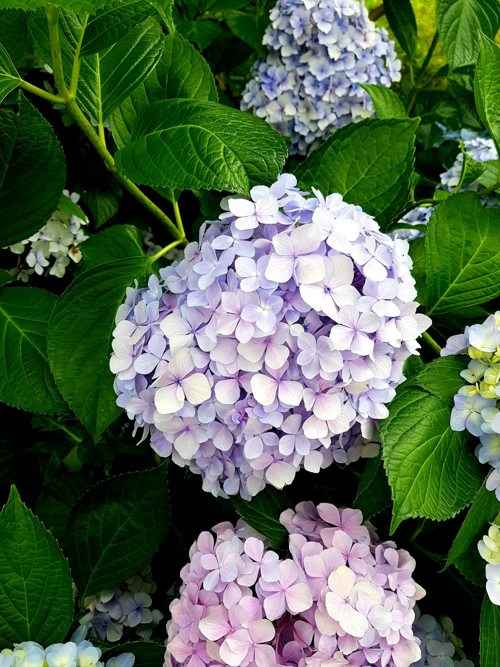 a bunch of purple and white flowers with green leaves
