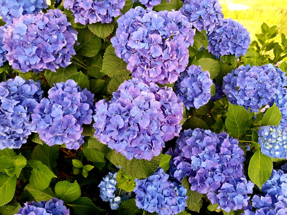 a bunch of blue flowers with green leaves