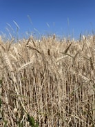 A vibrant field of ripe wheat ready for harvest under a clear blue sky