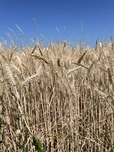 A vibrant field of ripe wheat ready for harvest under a clear blue sky.