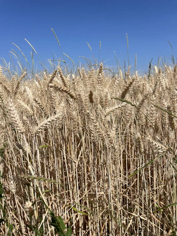 A vibrant field of ripe wheat ready for harvest under a clear blue sky.