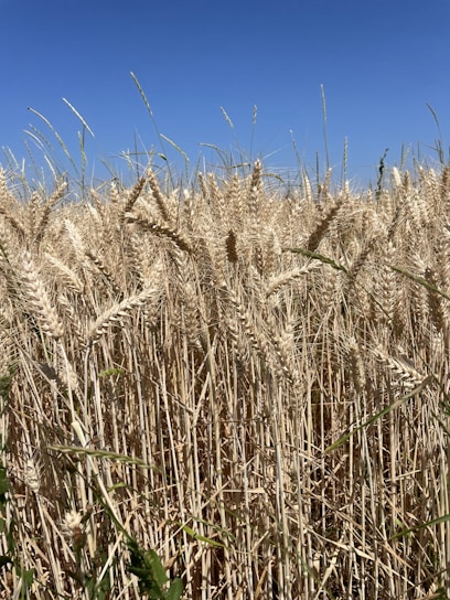 A vibrant field of ripe wheat ready for harvest under a clear blue sky.