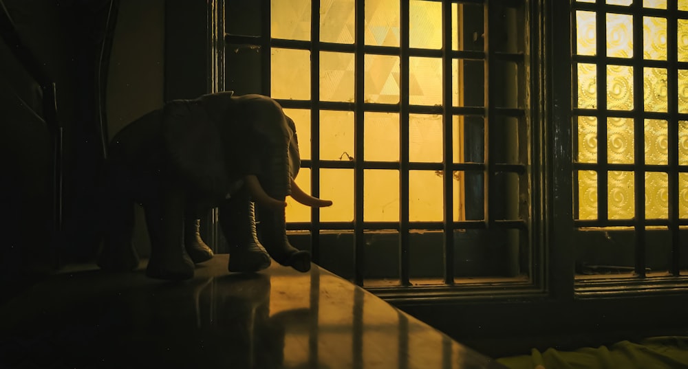 a small elephant standing in front of a window