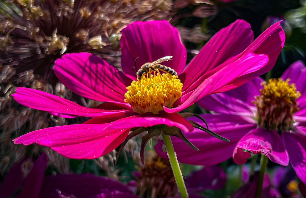 a bee is sitting on a pink flower