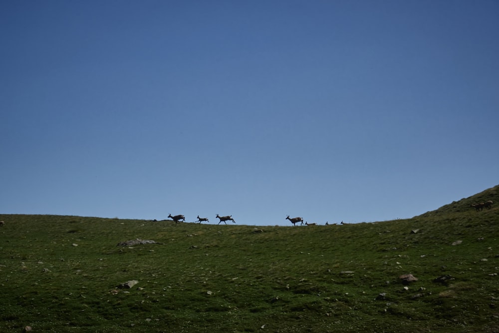 a group of animals running on a grassy hill