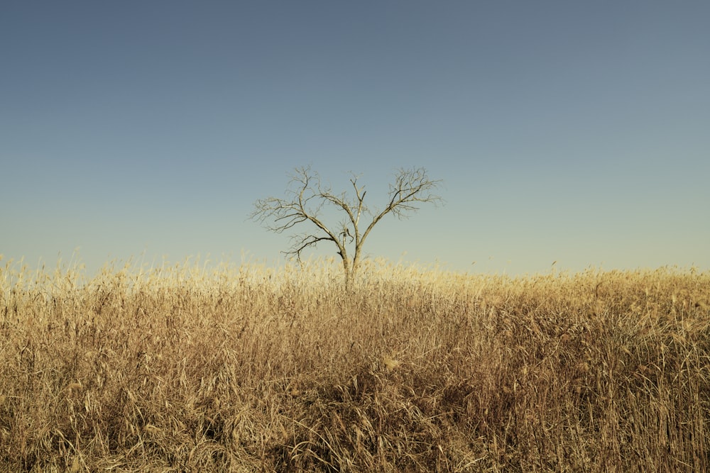 a lone tree stands in the middle of a field