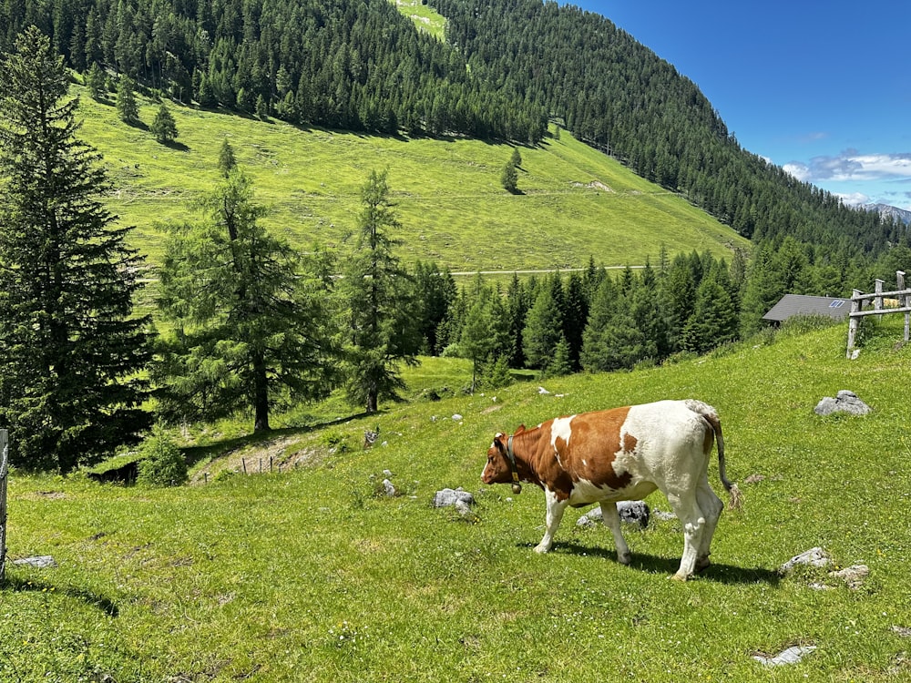 a brown and white cow standing on a lush green hillside