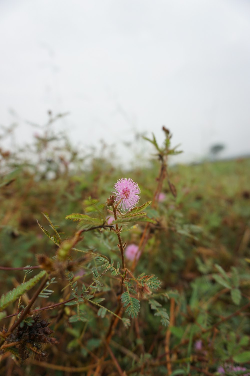 a pink flower in a field of grass