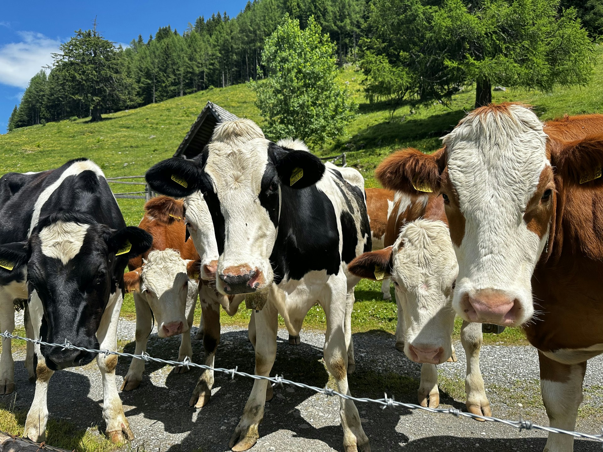 A group of dairy cows standing together near a rustic feeding trough filled with the organic feed, under a bright blue sky.