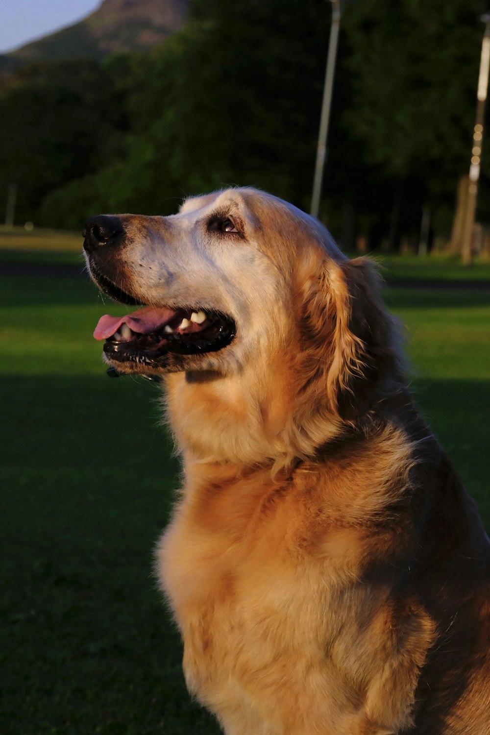 a large brown dog standing on top of a lush green field